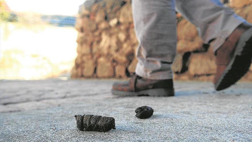 Los dueños de perros deberán llevar bolsas para recoger heces