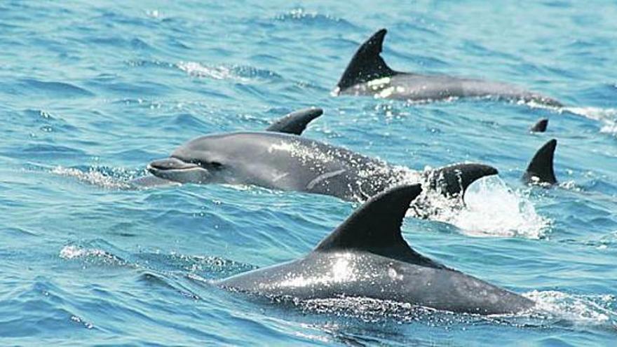 Varios delfines, nadando en grupo en aguas del cañón submarino de Avilés.