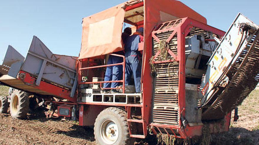 Las máquinas cosechadoras han iniciado el trabajo de extracción de la patata.