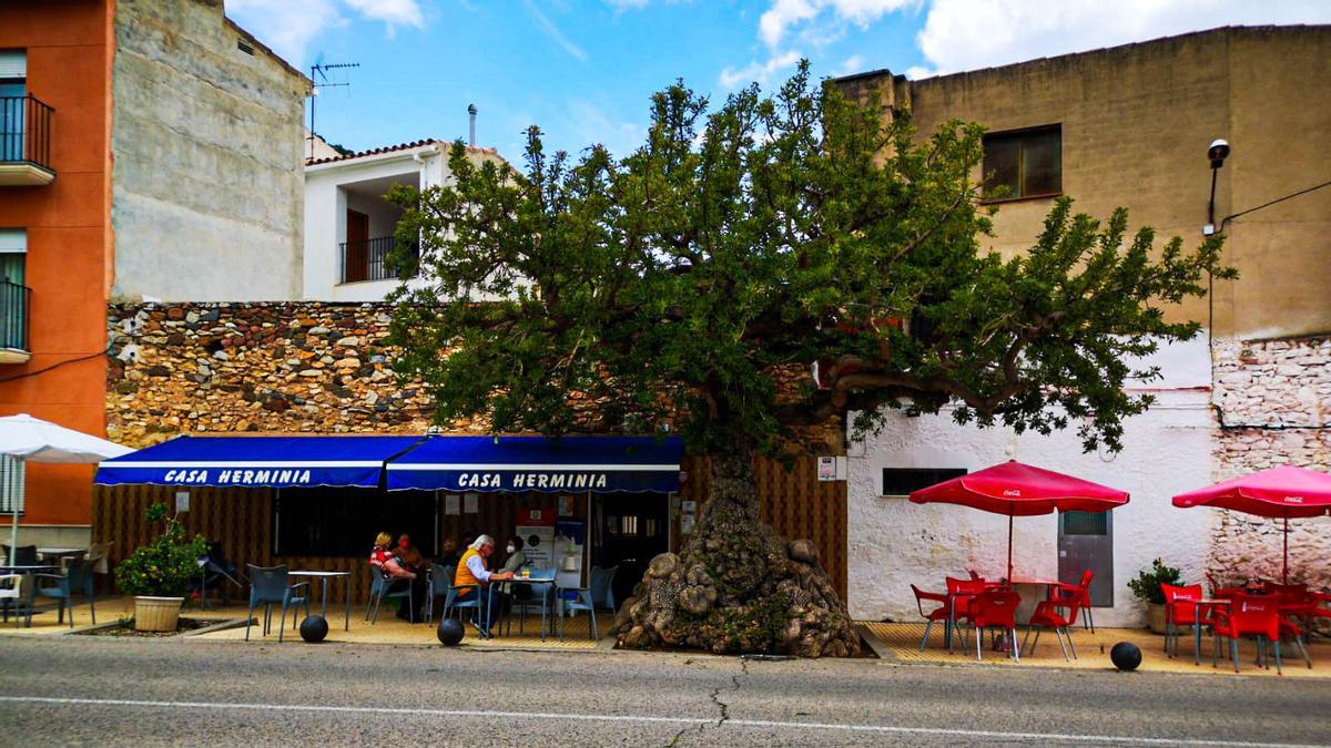 La fachada de Casa Herminia con el conocido árbol identificado en la actualidad con un &#039;letreret&#039;.