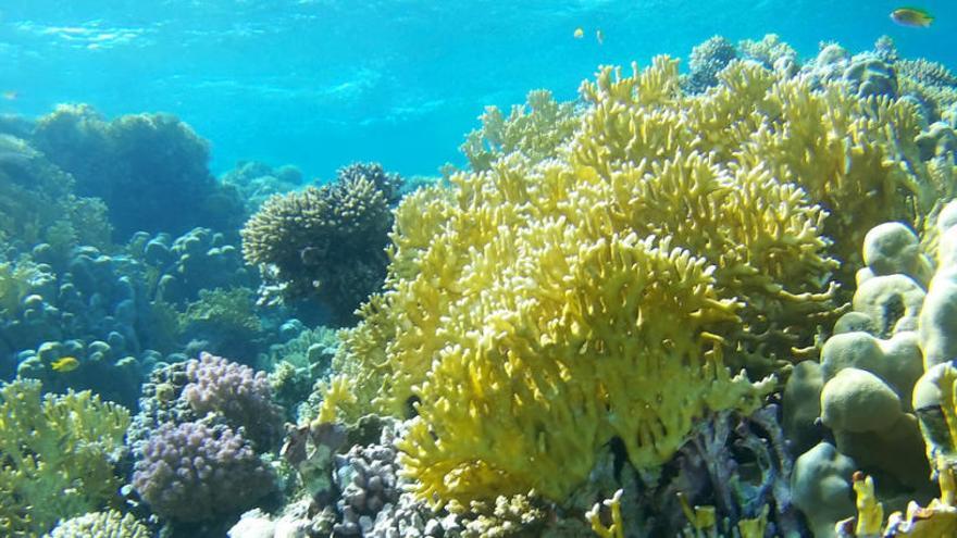 La Gran Barrera del Coral australiana se encuentra en peligro.