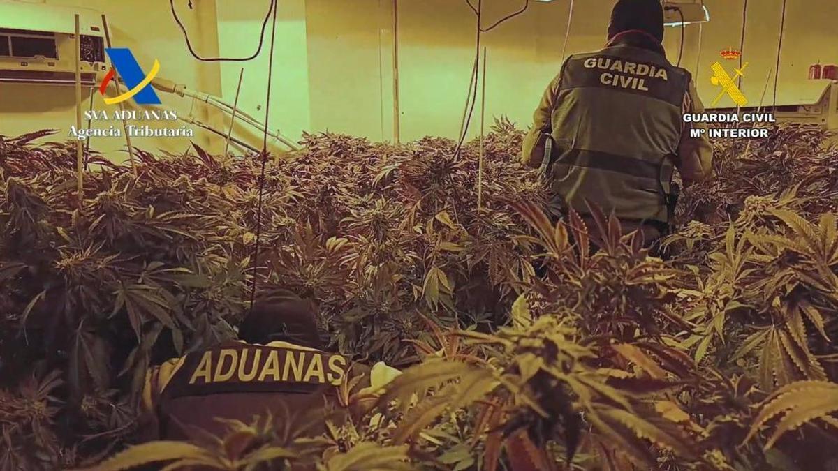 Vídeo | Guardia Civil y Agencia Tributaria desmantelan cuatro cultivos indoor de marihuana en la localidad de Aguadulce