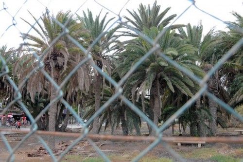 Mal estado de las Palmeras en el Oasis de Maspalomas y el Parque Tony Gallardo