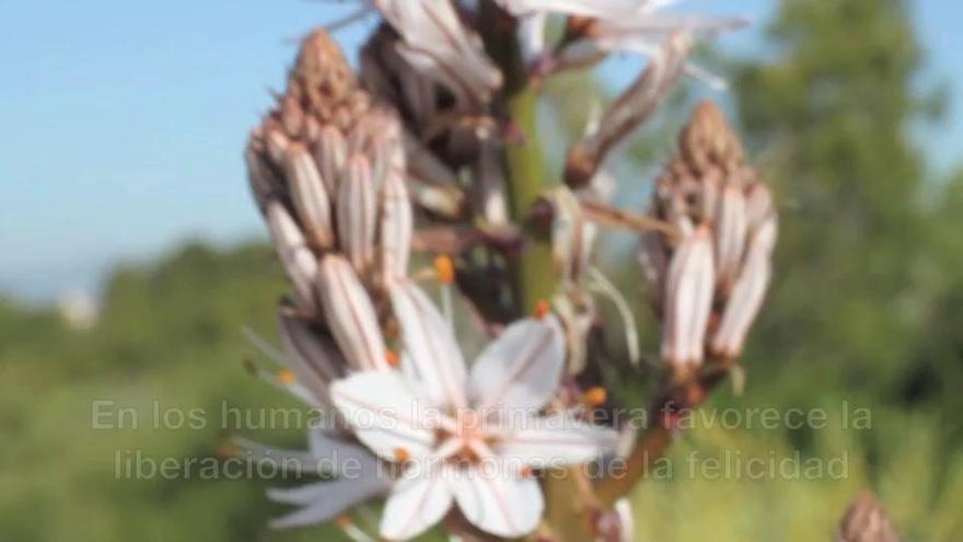 La primavera ya está aquí