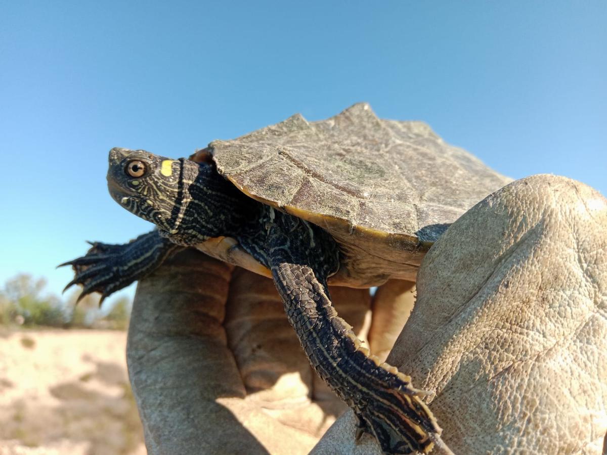 Graptemys,  tortuga invasora.