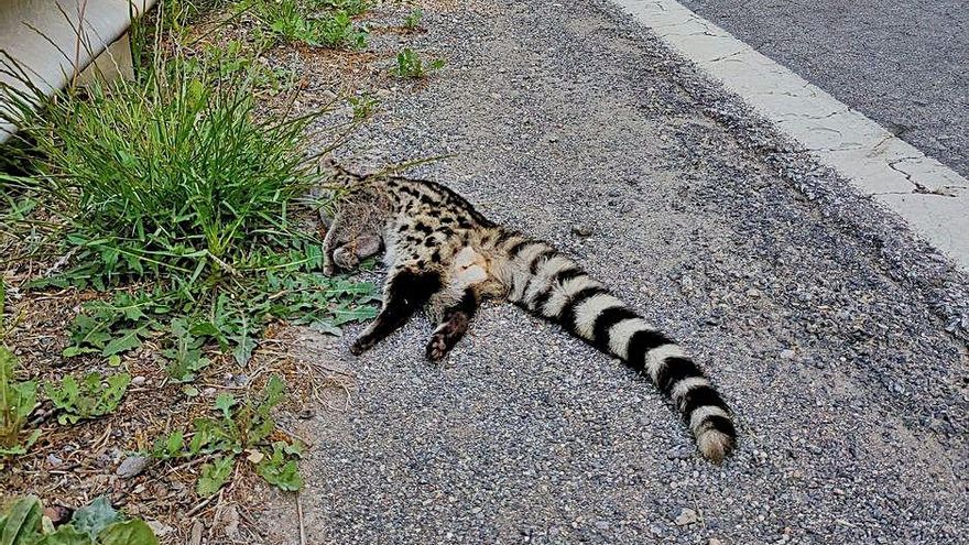 C-59: la perillosa carretera de la fauna