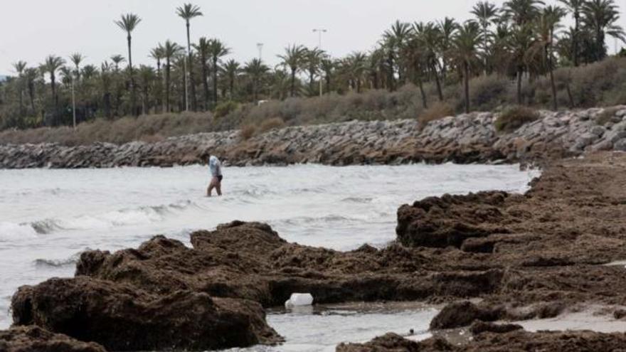 La playa de San Gabriel, llena de algas que nadie limpia en una imagen tomada ayer .