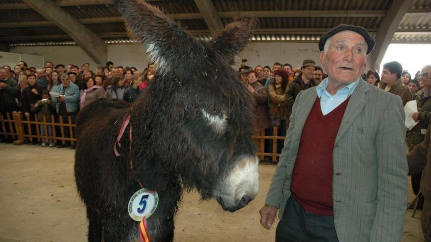 San Vitero recupera la subasta de burro zamorano leonés