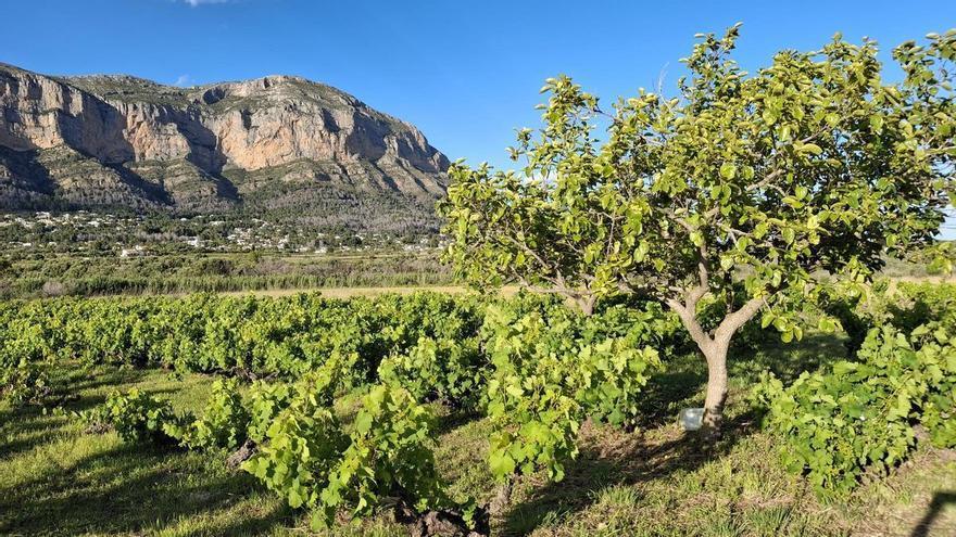 La fertilidad de les Valls del Montgó: ni rastro del incendio que hace dos años arrasó 200 hectáreas