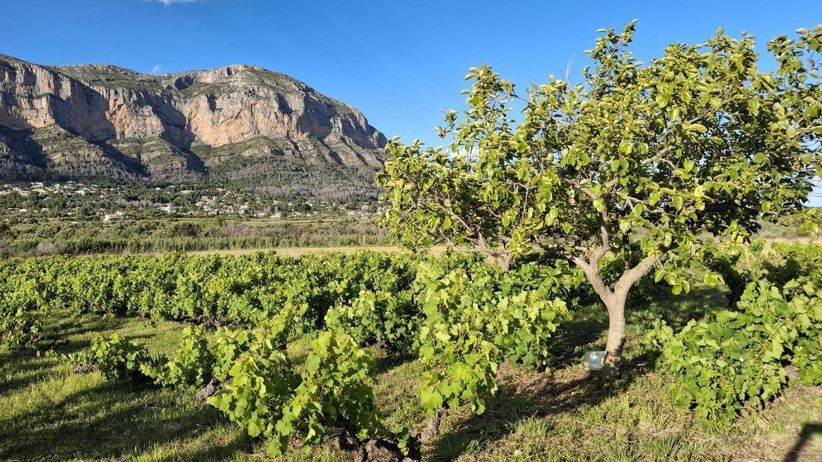 Árboles y viñas que quedaron medio carbonizados y que han reverdecido totalmente
