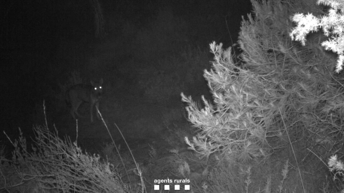 Un ejemplar de lobo avistado por los agentes rurales en el Moianès.