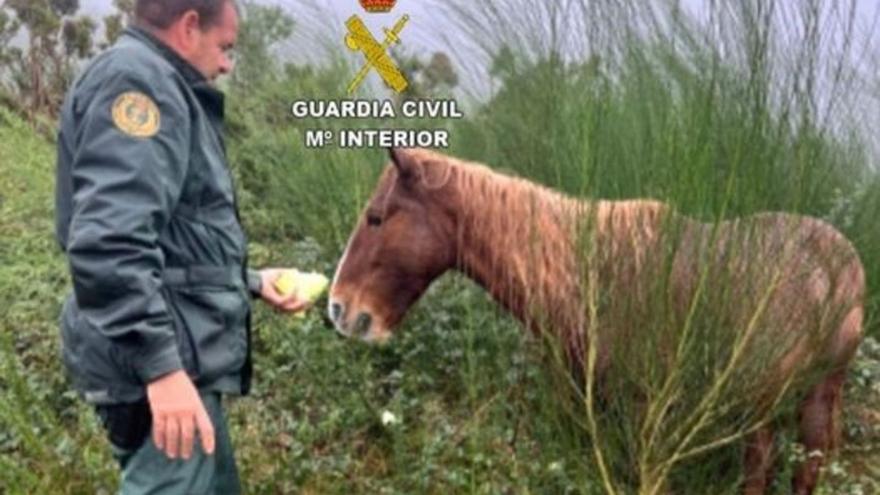 El Seprona rescata a un caballo herido en un lugar de difícil acceso en Monte Xiabre