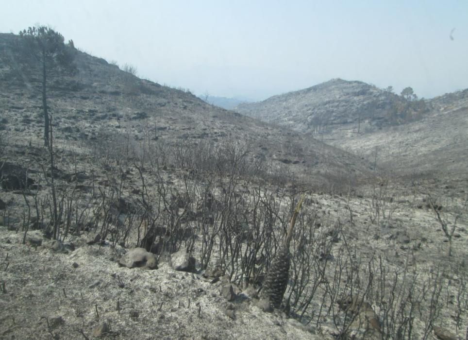 Incendio forestal en Llutxent