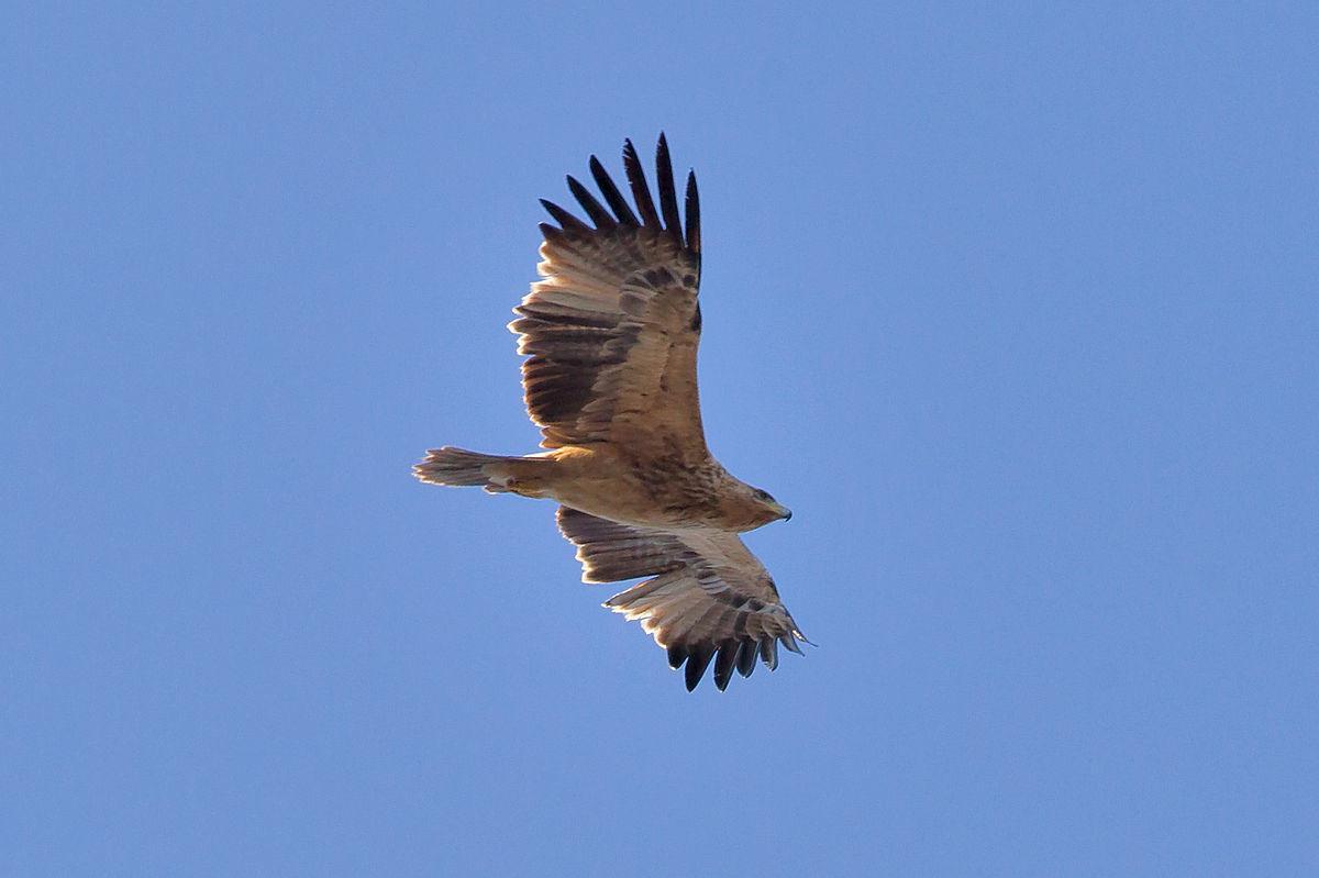 Animales en peligro de extinción en España: Águila Imperial Ibérica