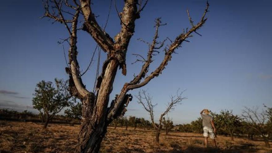 El Vinalopó sólo ha recibido este año 30 hectómetros cúbicos del trasvase