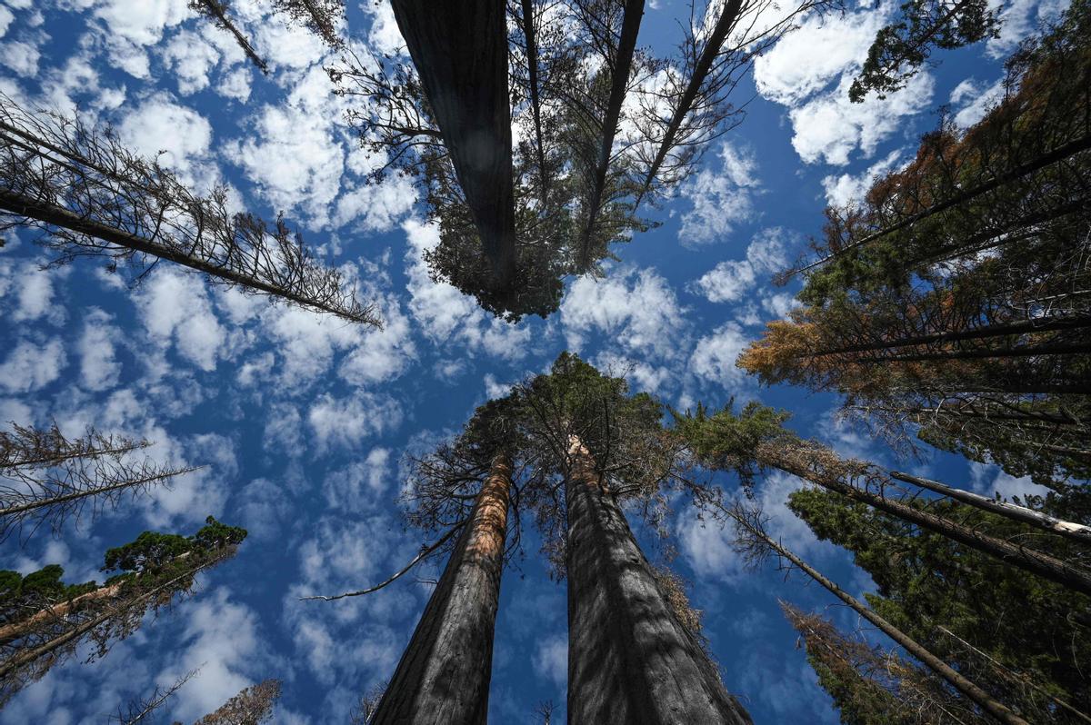 Las secuoyas gigantes de California, en riesgo por los incendios