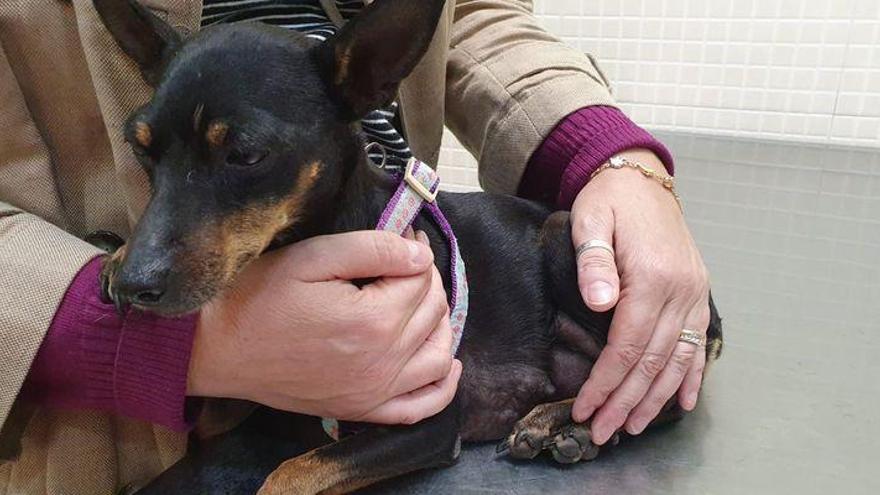 La Policía Local de Castelló busca a los dueños de una perrita encontrada en un contenedor