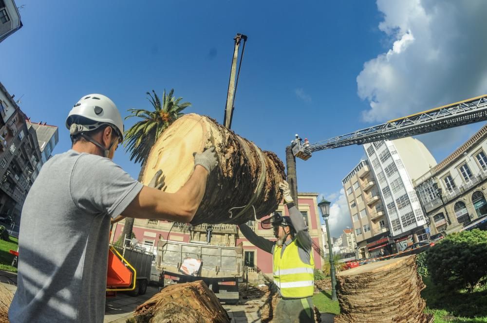 Palmera Vilagarcía