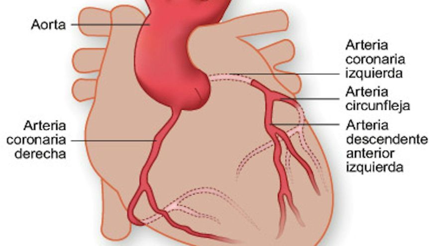 La identidad del ser humano: un ser vivo