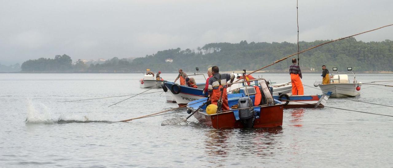 Marisqueo a flote en Os Lombos do Ulla.