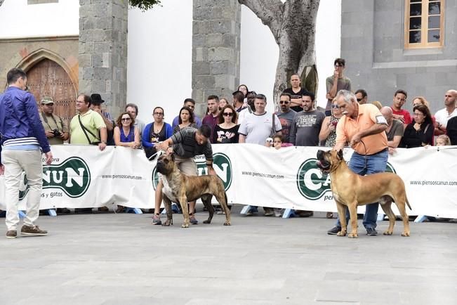 Celebración del I Certamen Nacional de perro ...