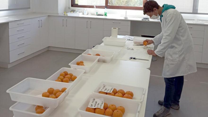 Técnicos del Incliva descubren que los ratones que comen cítricos engordan menos