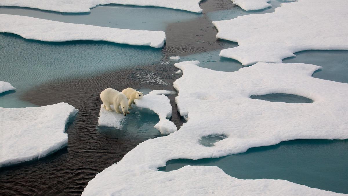 Oso polar, Cambio climático