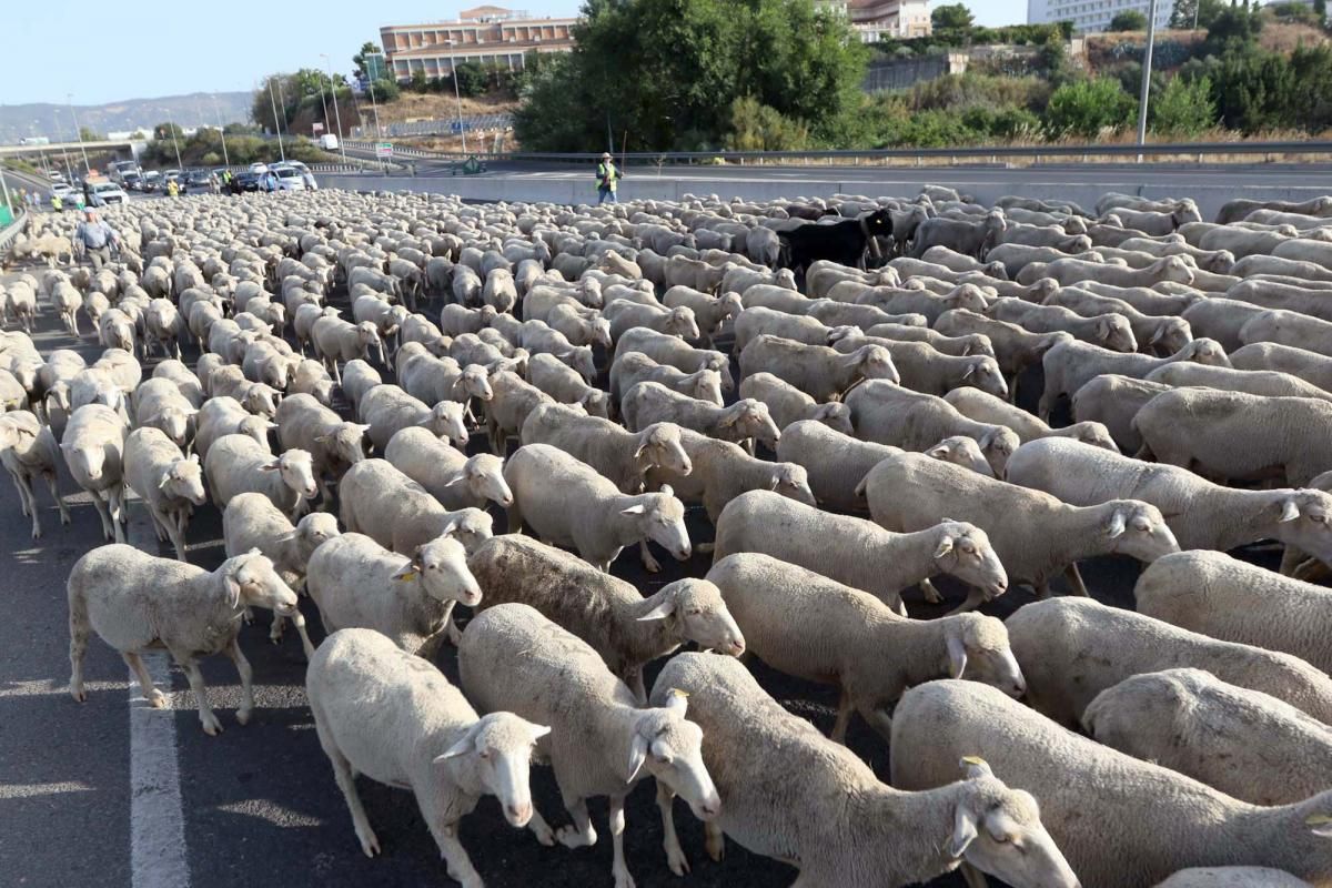 Las ovejas, a su paso por Córdoba