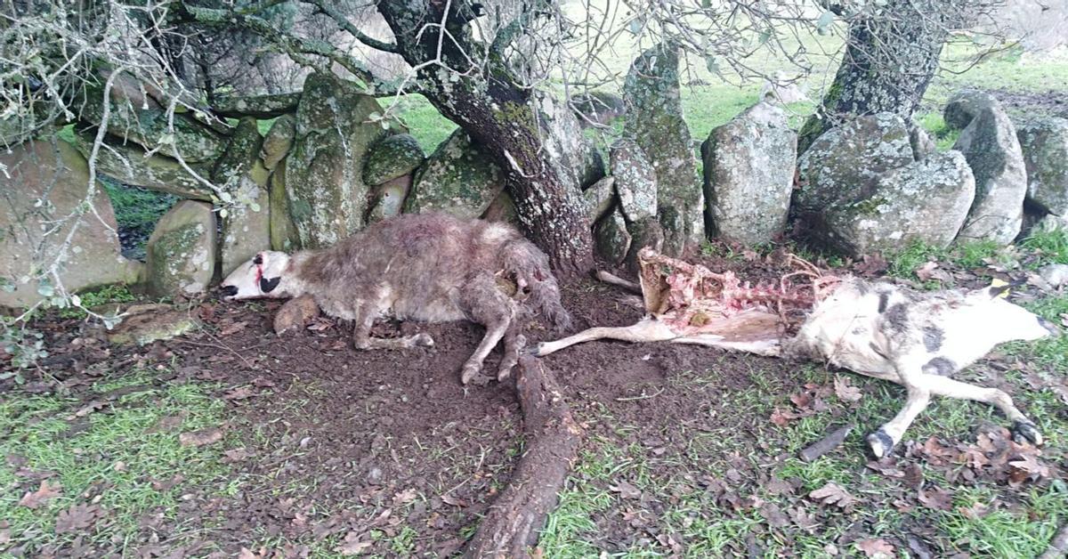 Dos ovejas de la explotación de Palazuelo de Sayago atacadas por el lobo. | CEDIDA