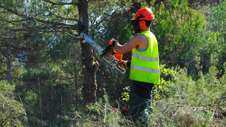 Un treballador al bosc