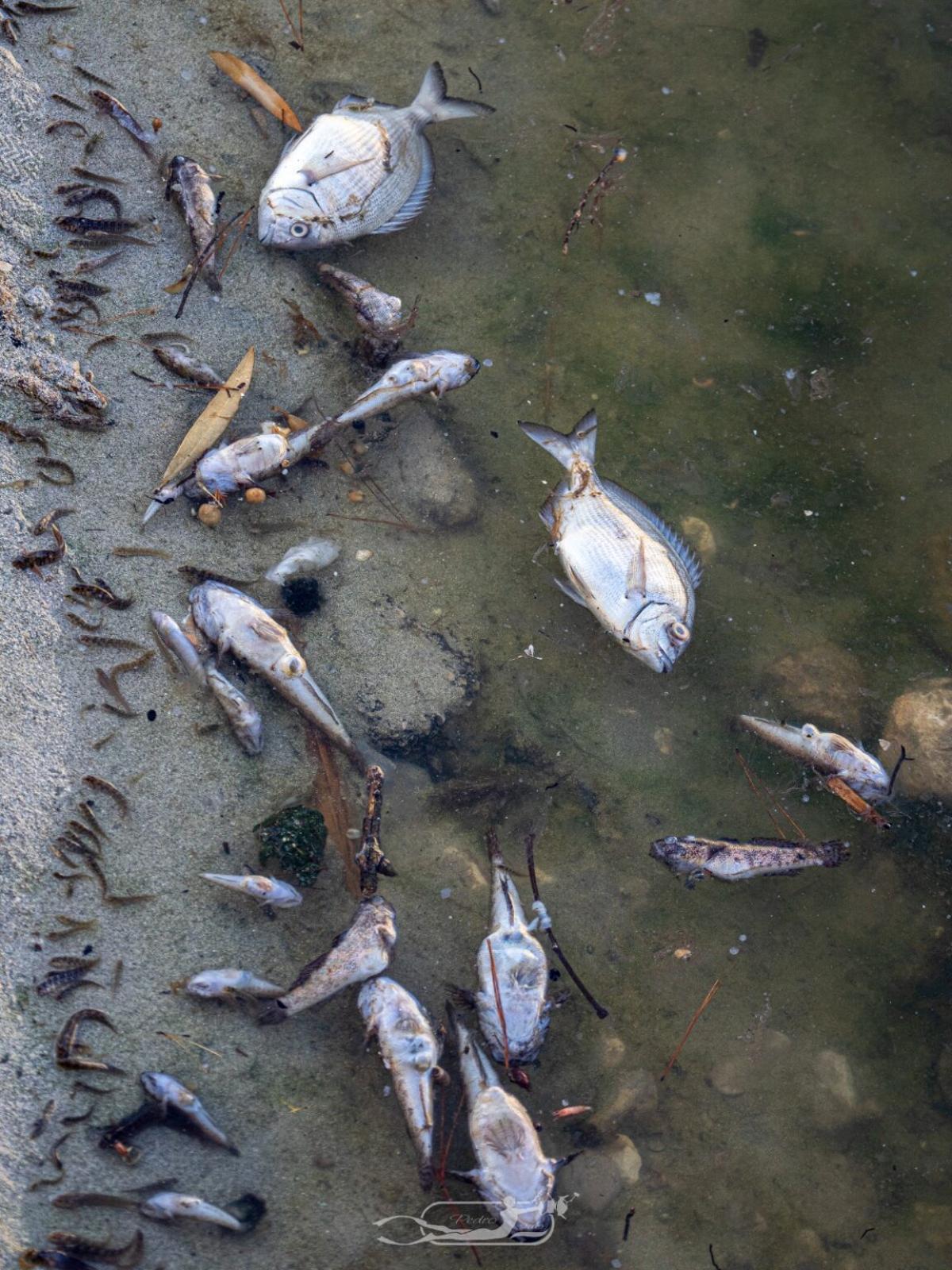 FOTOS | La mortandad de peces y fauna en el Riuet de s'Illot, en imágenes FOTOS | La mortandad de peces y fauna en el Riuet de s'Illot, en imágenes