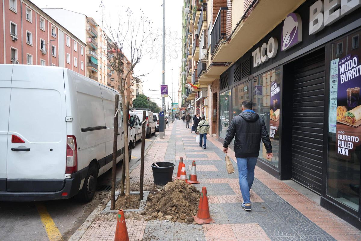 Plantación de árboles en Cáceres.