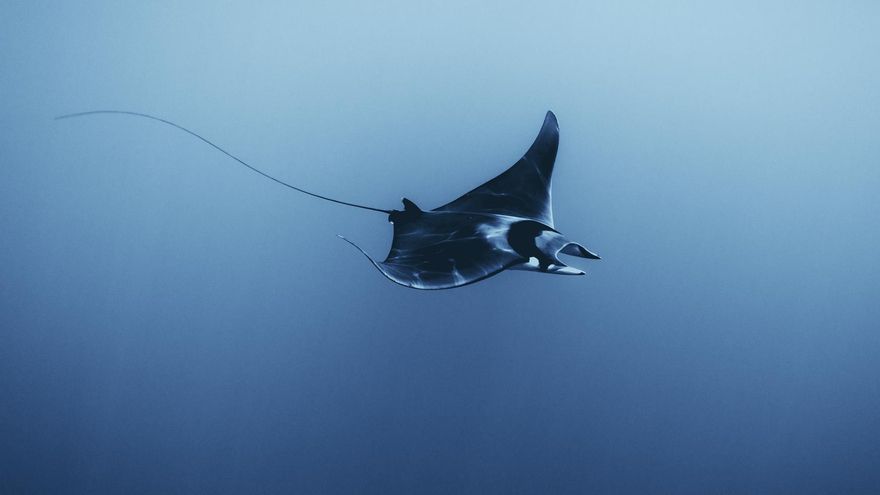 Esta es la causa del aumento de varamientos de mantas en playas de Baleares: así debes actuar si te encuentras una