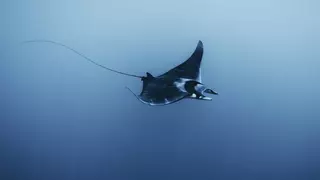 Esta es la causa del aumento de varamientos de mantas en playas de Baleares: así debes actuar si te encuentras una