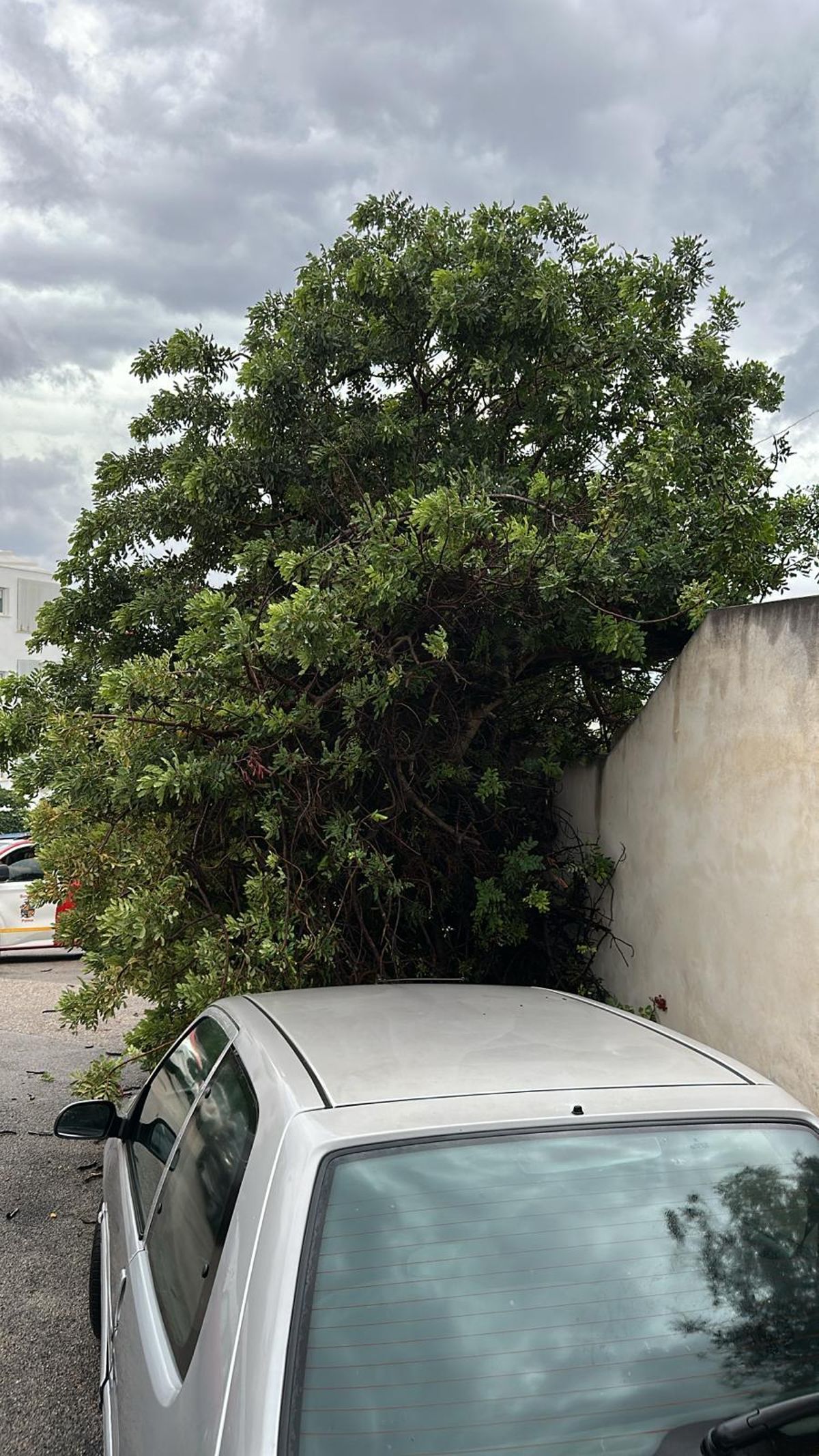 El árbol quedó apoyado sobre el muro de la vivienda.