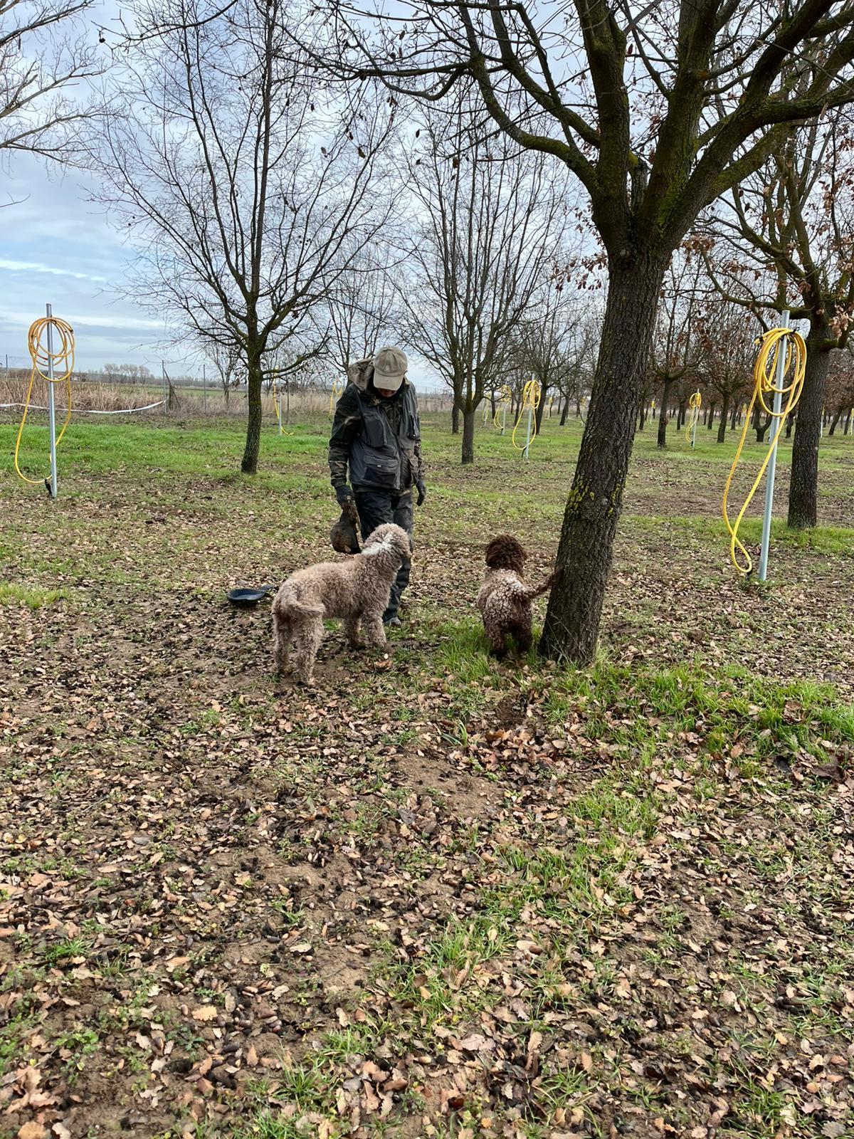 Cosecha de trufa negra ecológica producida en una parcela del Vivero Provincial.