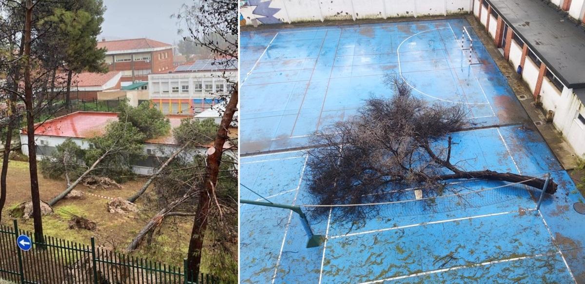 Imágenes facilitadas por CSIF. A la izquierda, árboles caídos en el IES Álvarez Cubero de Priego de Córdoba. A la derecha, un árbol derribado por el viento en el IES Averrores de Córdoba.