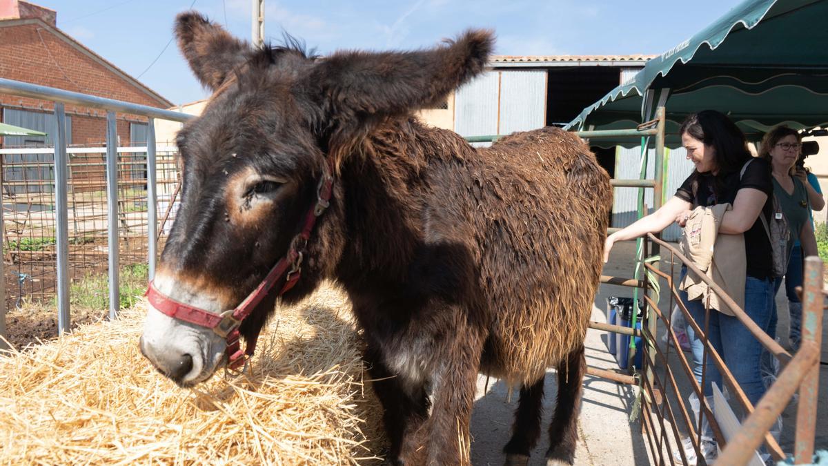 ZAMORAJORNADAS BURROS TORRES DEL CARRIZAL