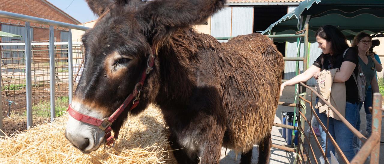 Burro zamorano.