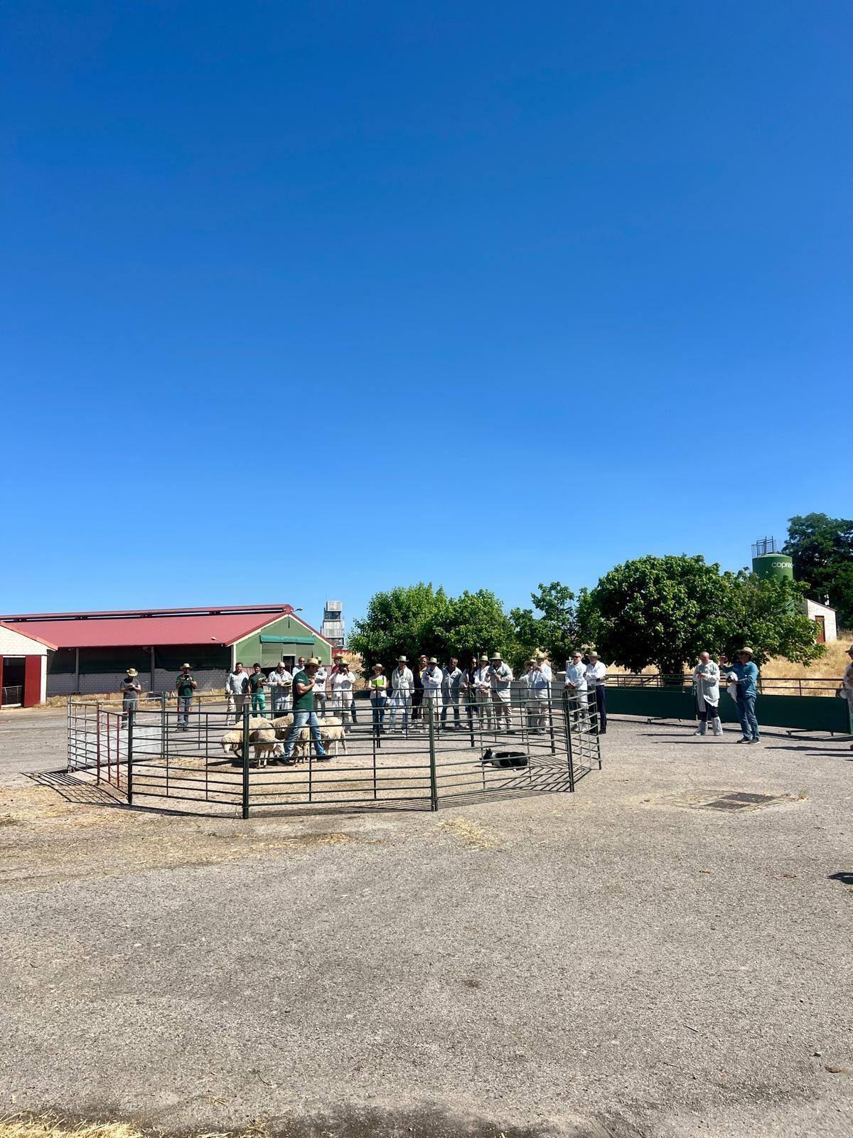 Demostración de adiestramiento de perros.