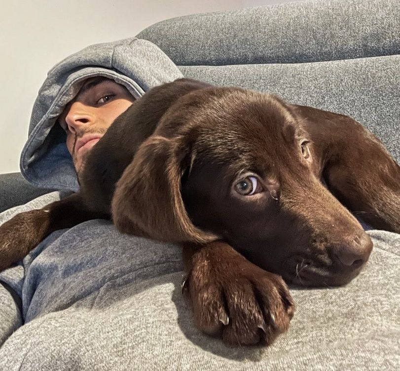 Totti, también labrador, es el perro de Paciencia.