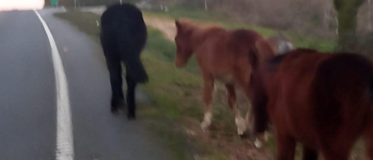 Los caballos en la carretera general hacia Marín.