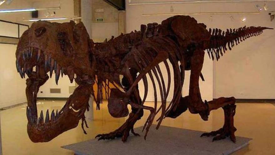 El Tyranosaurus Rex, de 15 metros de longitud, se exhibirá completo en Alicante.