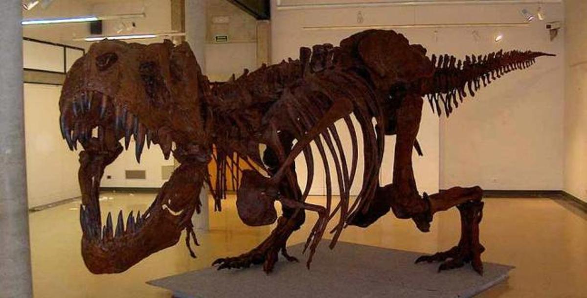 El Tyranosaurus Rex, de 15 metros de longitud, se exhibirá completo en Alicante.