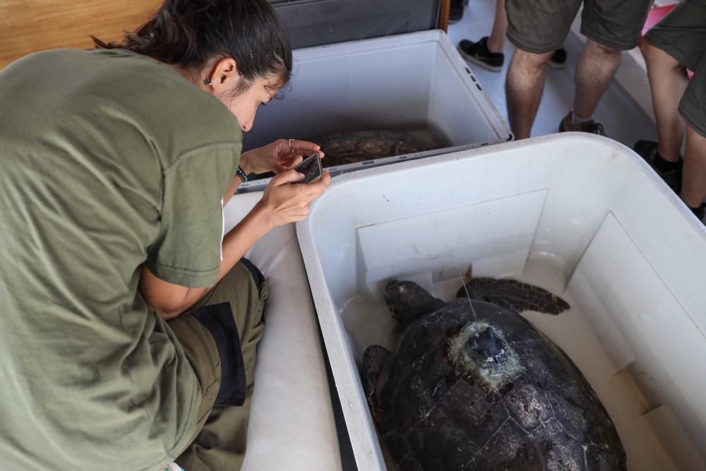 Liberadas tres tortugas en Ibiza