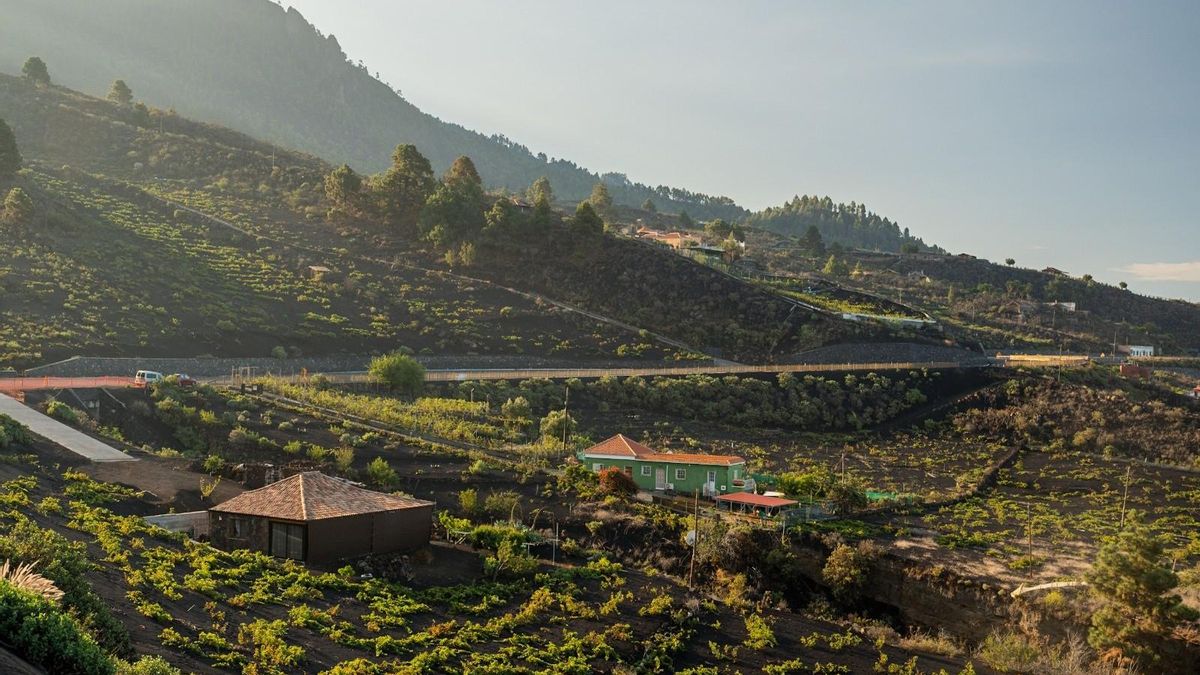 Viñas en Tenerife