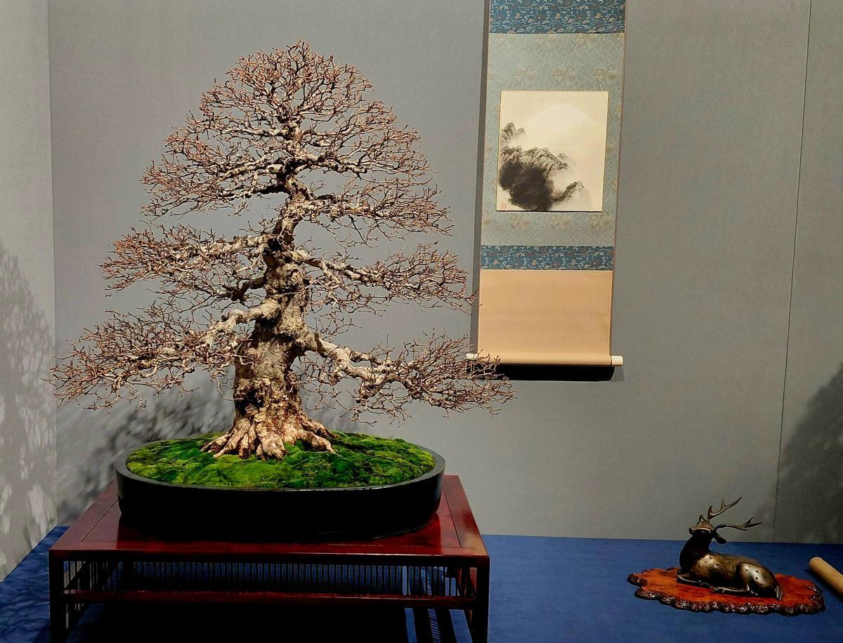 El arte del bonsái contará en Alicante con una representación de árboles galardonados a nivel nacional e internacional