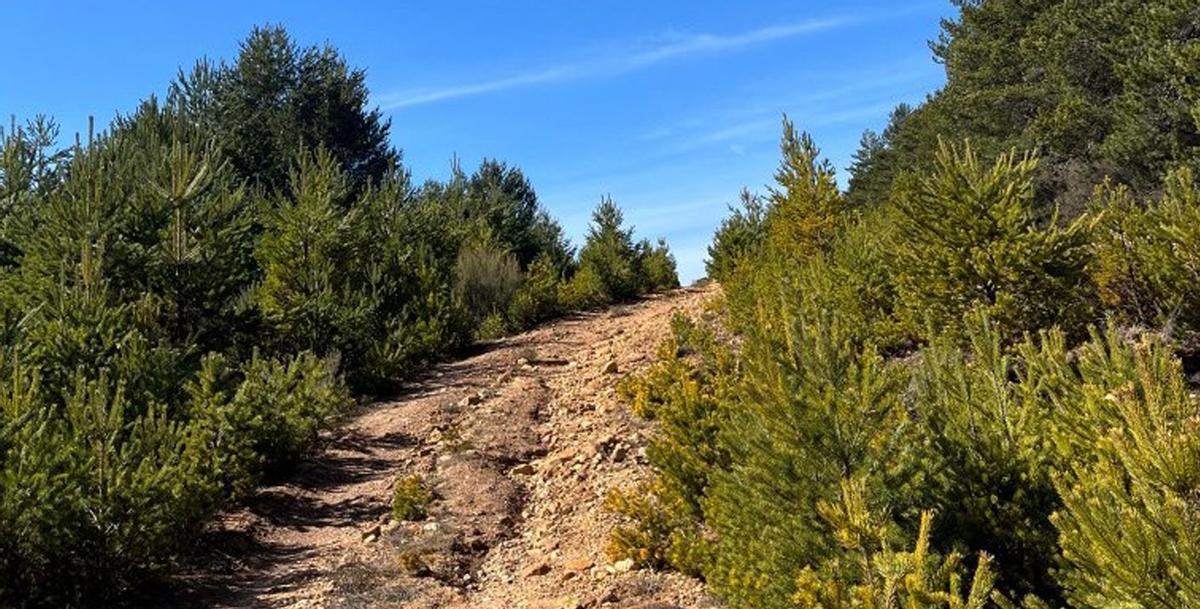 Uno de los caminos invadidos por vegetación en La Requejada.  | A. S.