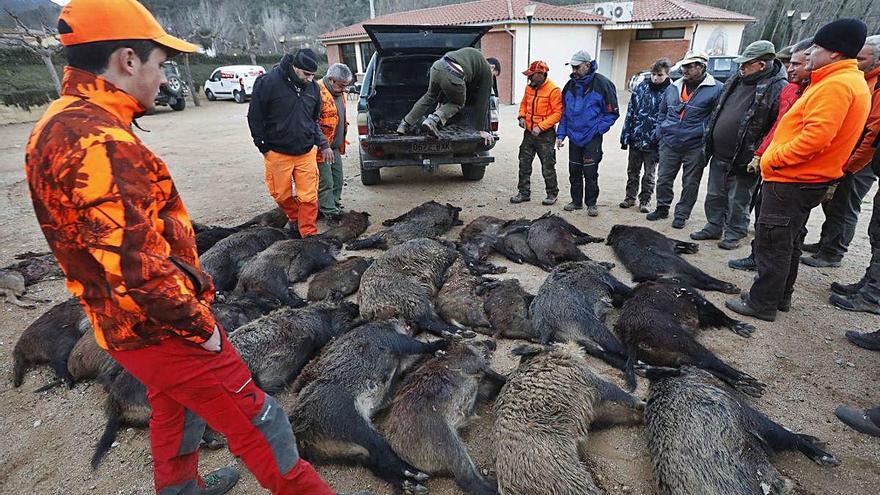 Una batuda de senglars a Sant Martí de Llémena, en una imatge d&#039;arxiu