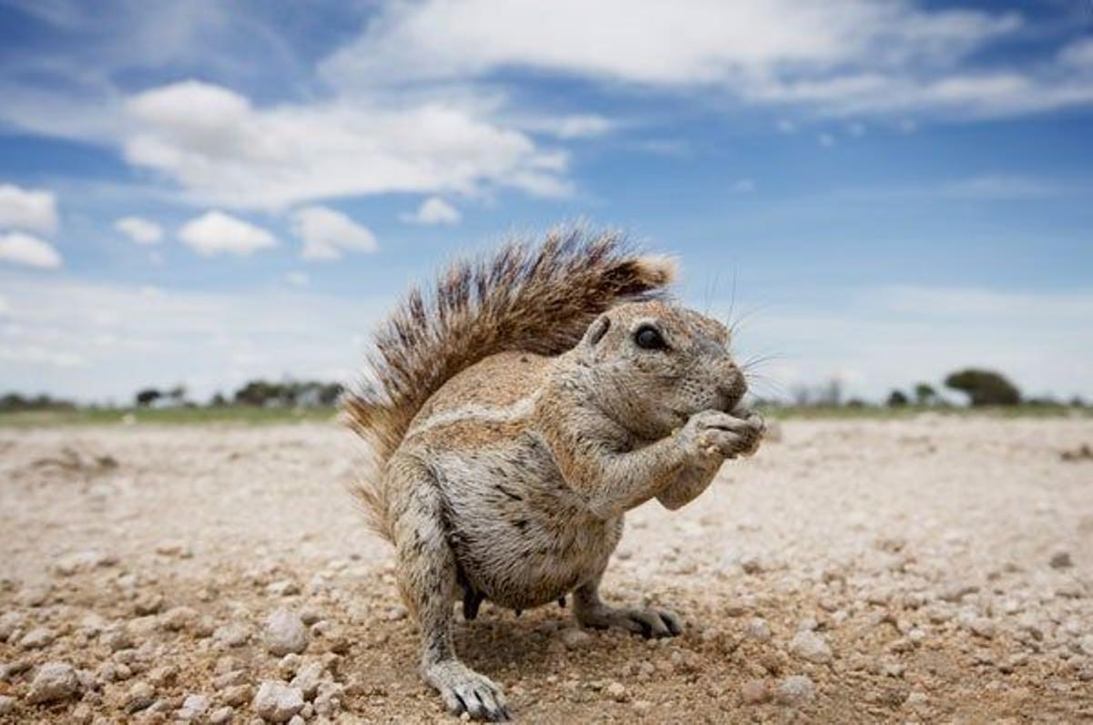 Ardilla terrestres de El Cabo en  el Parque Nacional de Etosha.